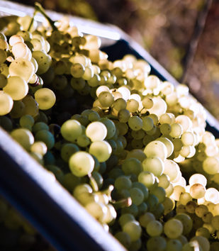 Le coup d’envoi des vendanges est donné