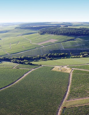 Panoramique Chablis Grands Crus