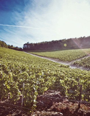 Vignoble de Chablis