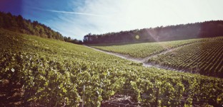 Vineyard of Chablis