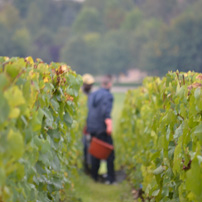 Harvests 2013: the kick-off was given at William Fèvre