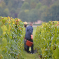 Vendanges 2013: Le top départ a été donné chez William Fèvre