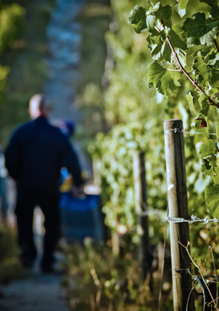 Vendanges 2013: Le top départ a été donné chez William Fèvre