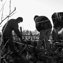 The pruning: William Fèvre focuses on quality.