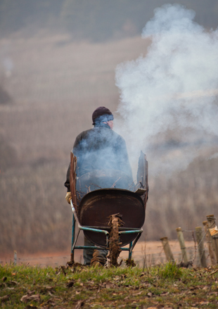 The pruning: William Fèvre focuses on quality.