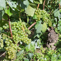 Dernière ligne droite avant les vendanges