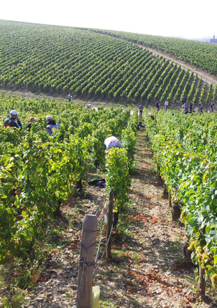 15 septembre: Coup d’envoi des vendanges