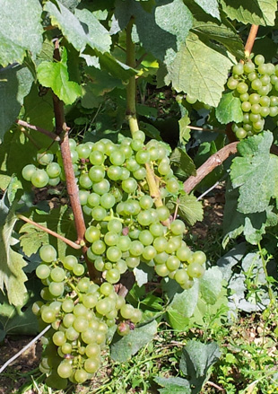 Dernière ligne droite avant les vendanges