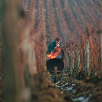 Pruning methods adapted to each parcel