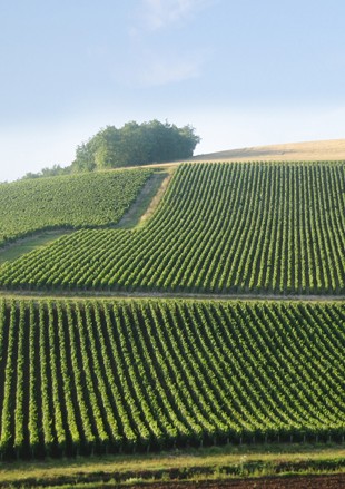 Le Domaine William Fèvre obtient la certification Haute Valeur Environnementale