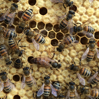 Des ruches pour favoriser la biodiversité
