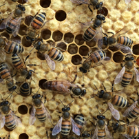 Bee hives to help bio-diversity