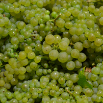 Vendanges 2015: Un millésime imperturbable