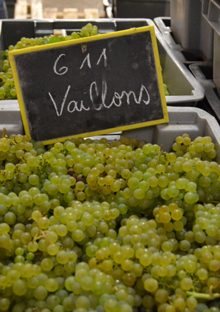 Vendanges 2015: Un millésime imperturbable