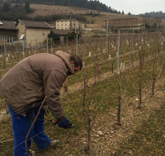 Pruning work at Domaine William Fèvre