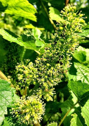 Grapevines are flowering