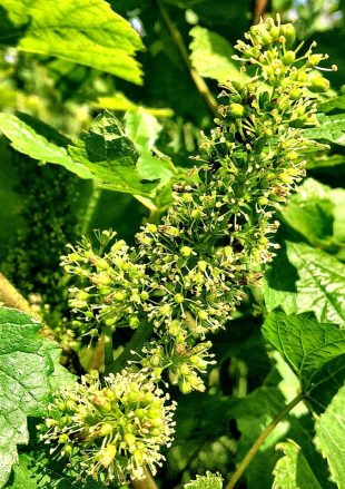 La vigne est en fleur