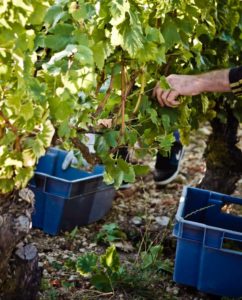 vendanges Chardonnay